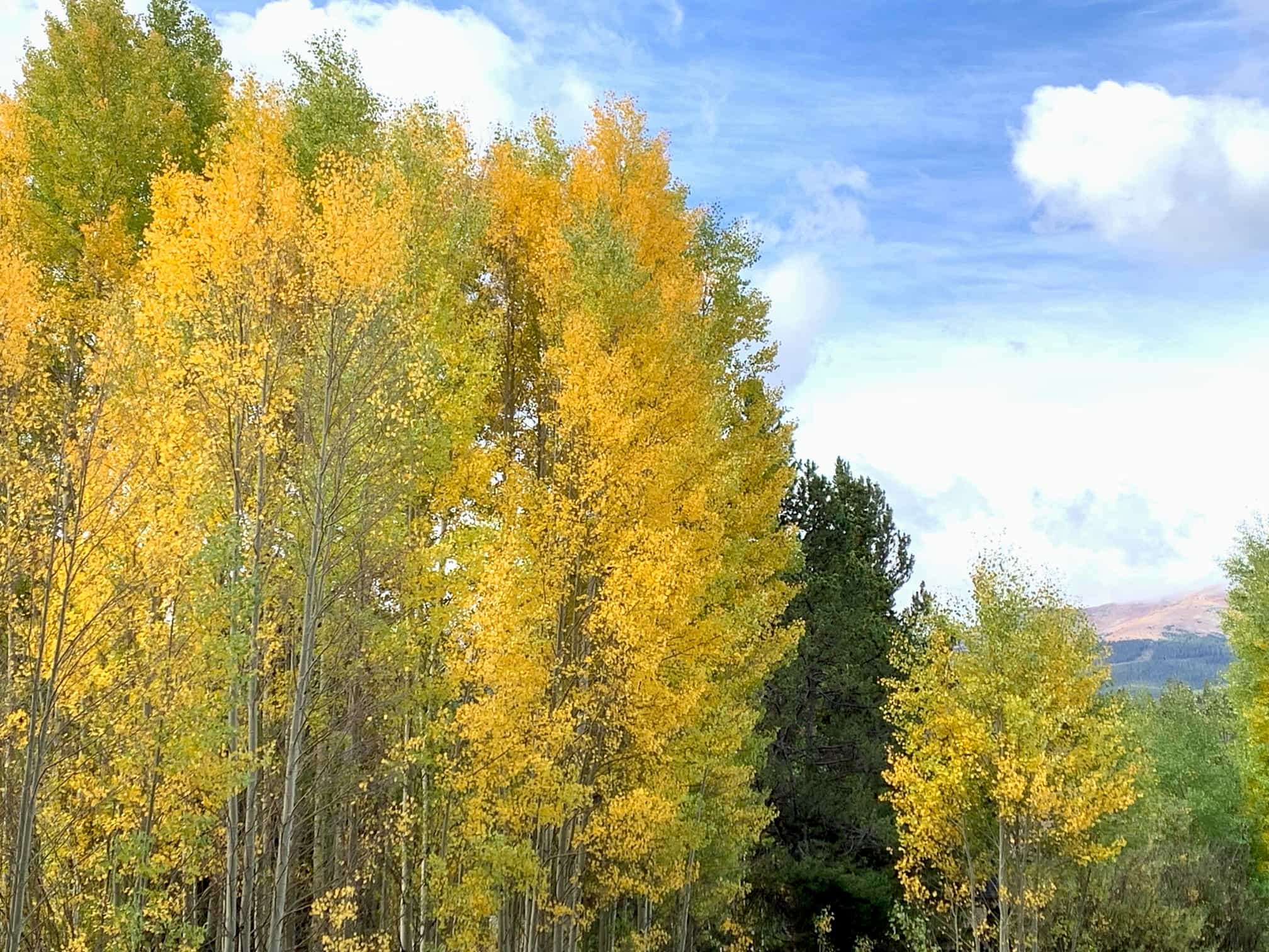 Aspen Trees