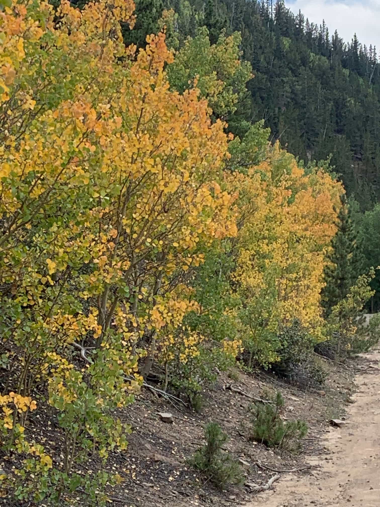 Autumn 2025 photo 3